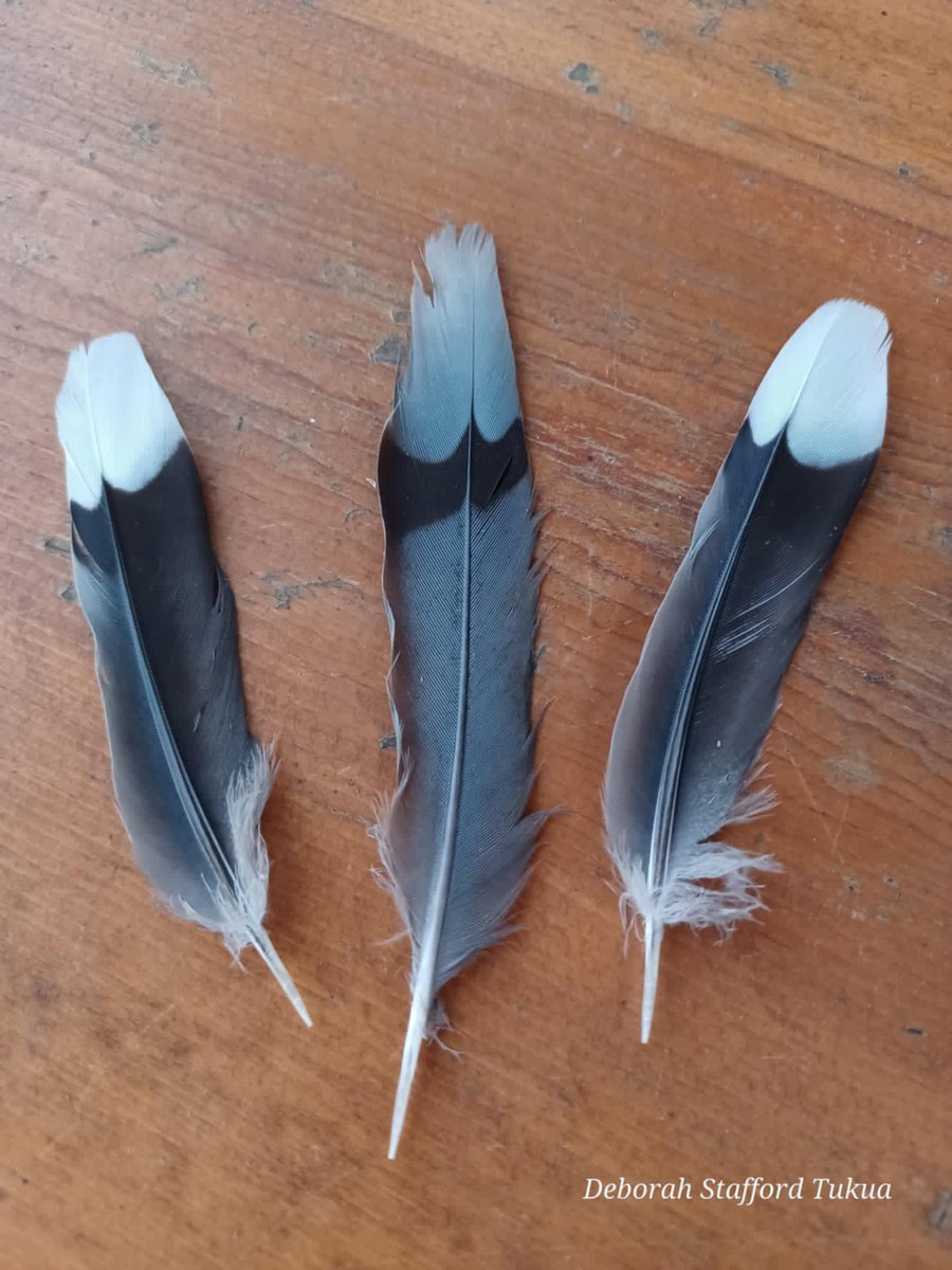 Finding Mourning Dove Feathers. deborahstukua.com/blog/mourning-…