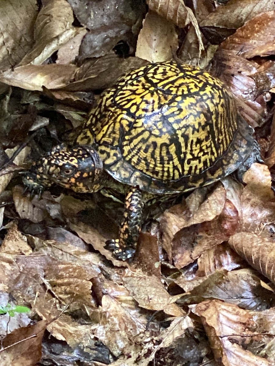 this is a nice looking box turtle