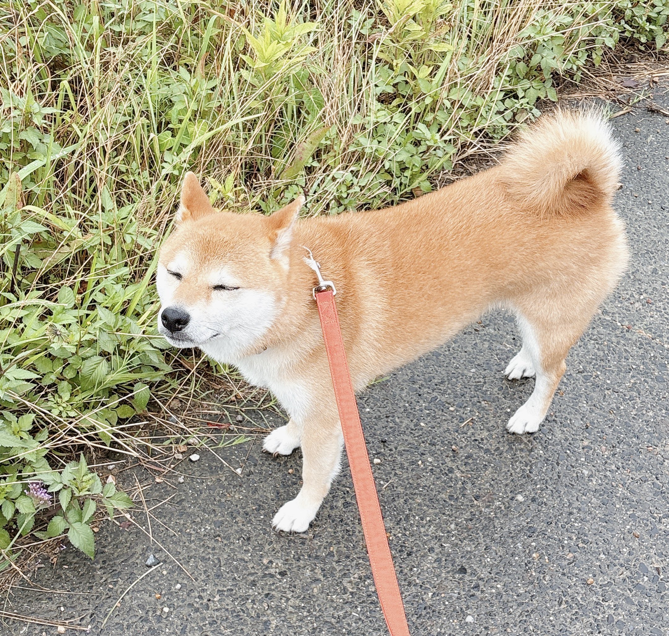 しば犬です。私の汗と涙が染み付いています。 しば犬です。私の汗と涙が染み付いています。 - メルカリ