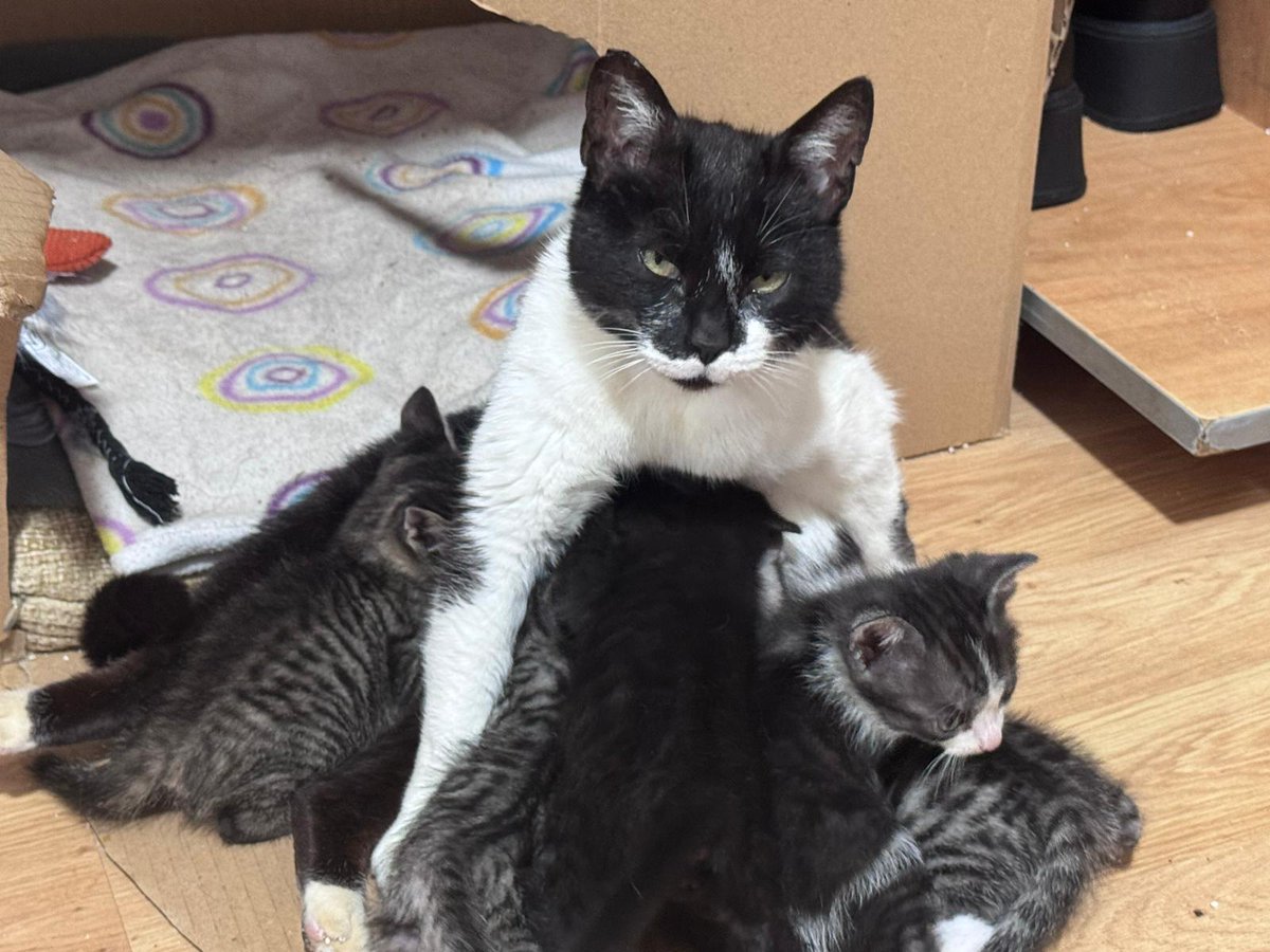 gatito_negro__'s tweet photo. @DomingosRescate Más fotitos de Vaquita con sus bebés https://t.co/KEAMvRHQow