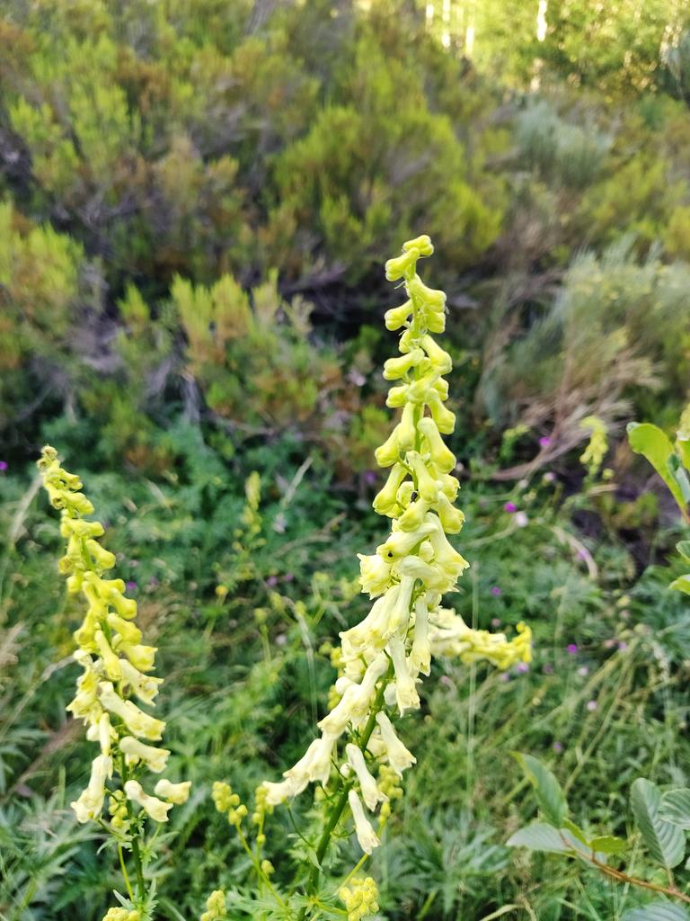 NaturalistaBur's tweet photo. Aconitum vulparia 

Es una planta extremadente tóxica, se distribuye por cursos de agua de alta montaña. https://t.co/bbkJD4RSjE