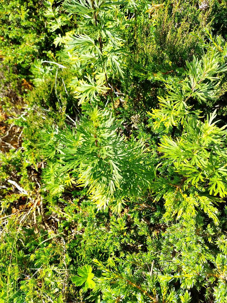 NaturalistaBur's tweet photo. Aconitum vulparia 

Es una planta extremadente tóxica, se distribuye por cursos de agua de alta montaña. https://t.co/bbkJD4RSjE