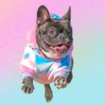 ほたる｜French Bulldog🐾 tweet media