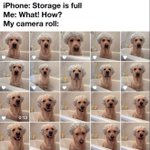 Photo by best dog content (@BestDogContent)