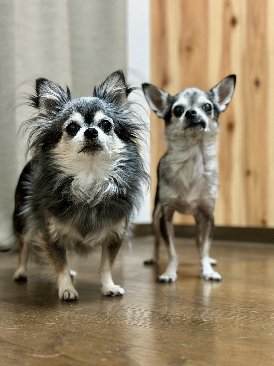 yuzu_chihuahua's tweet image. 2人とも真顔でこっちを見ていて､どうした!?ってなる🤔