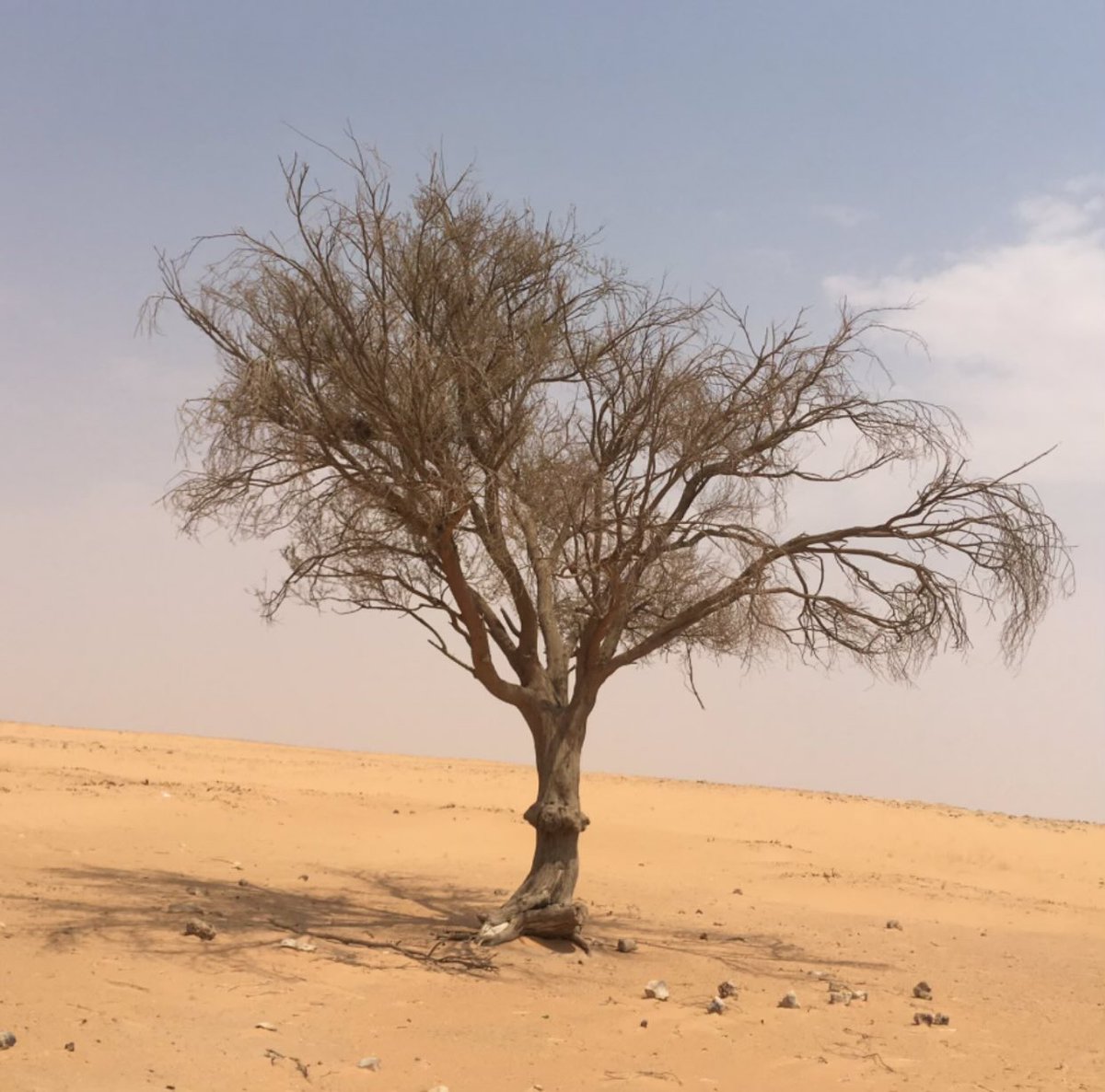 goupman's tweet image. يموت الشجر واقف وظل الشجر ما مات🌾🦾