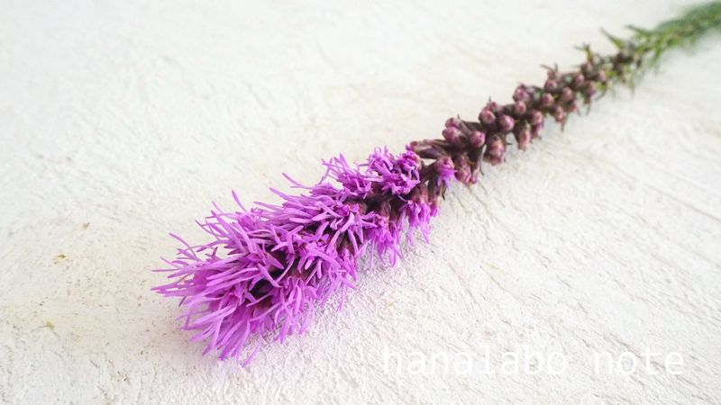 hanalabonote's tweet image. まいにち切花図鑑💐
【リアトリス】
夏に出回るリアトリス。細長い紫の花は仏花に使われるイメージが強いですが、ドライフラワーにもなりますよ✨
蒸れると葉が傷んで黒くなりやすいので、花瓶に入る下葉はしっかり取るのが長持ちのコツ。