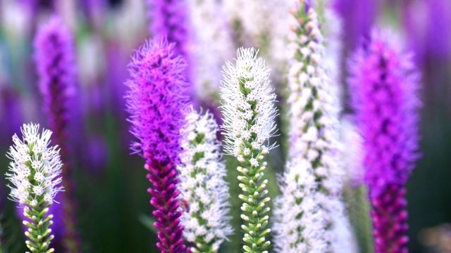 hanalabonote's tweet image. まいにち切花図鑑💐
【リアトリス】
夏に出回るリアトリス。細長い紫の花は仏花に使われるイメージが強いですが、ドライフラワーにもなりますよ✨
蒸れると葉が傷んで黒くなりやすいので、花瓶に入る下葉はしっかり取るのが長持ちのコツ。