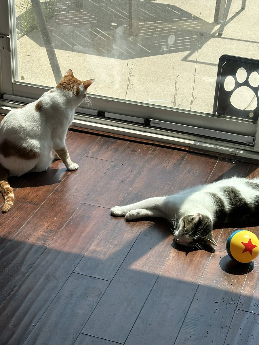 ShrimpGritsCats's tweet image. It’s that time of day where the cats migrate from laying in the sun in the living room to laying in the sun in the dining room. Such a tough life!