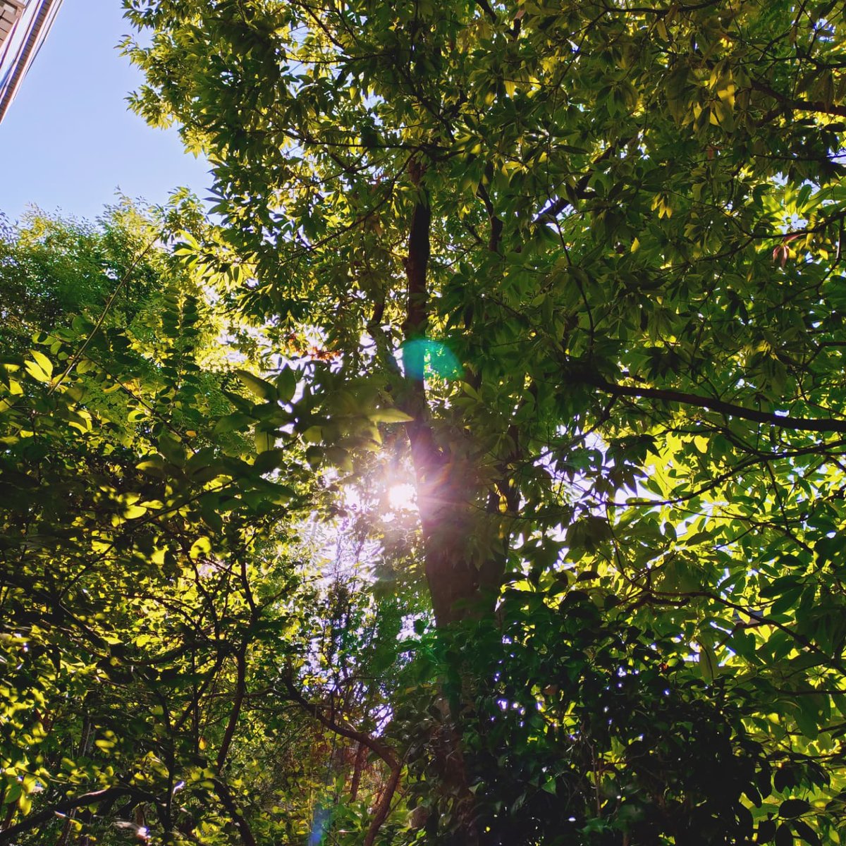 陽がでてきました🌳☀️
💦