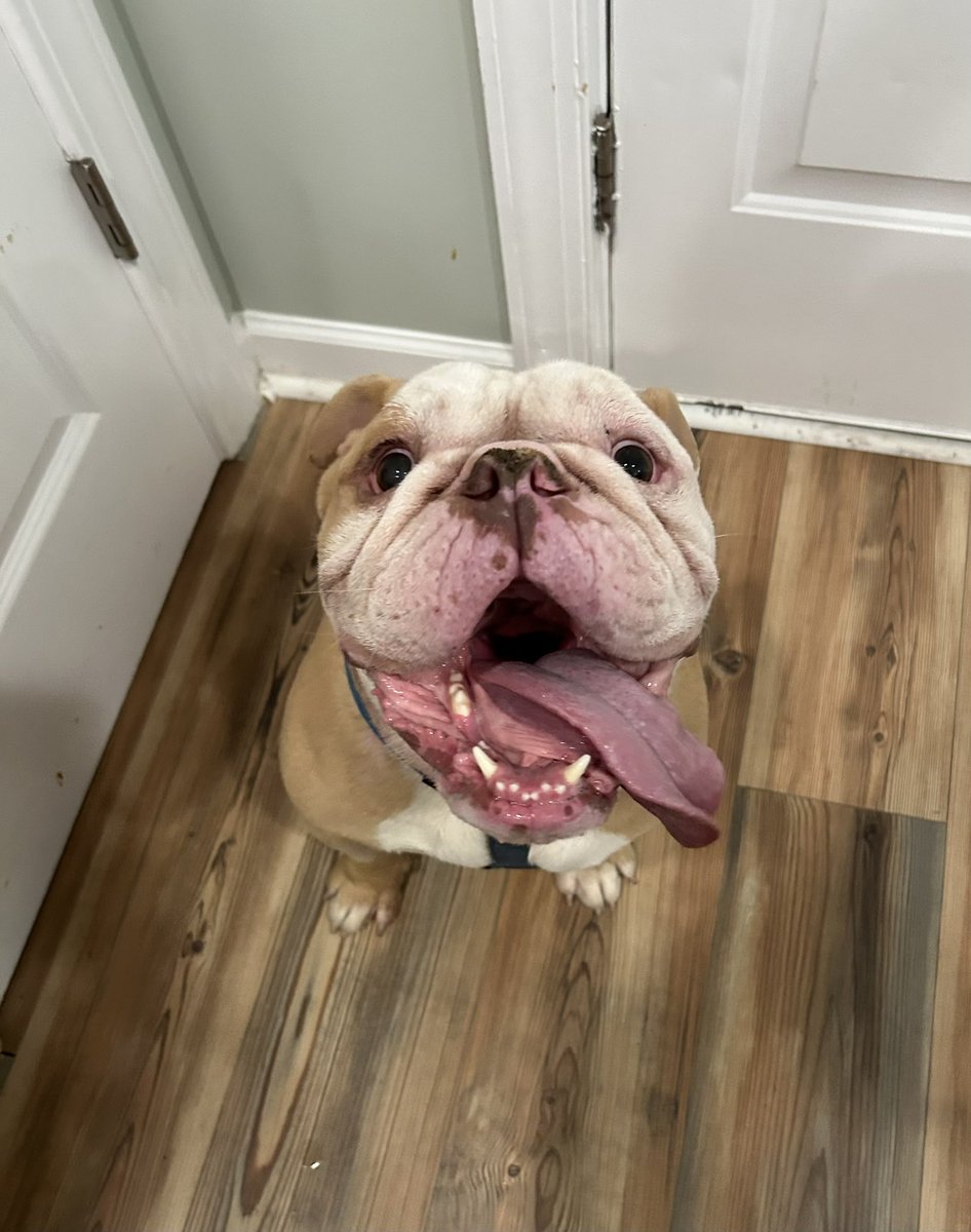 Biscuit is looking for a bulldog loving home!!!
Biscuit loves people, attention, pets, hugs, &amp; kisses!
He’s currently working on not being inappropriate with ladies (humpy behavior 🫣).
He’s 3-5 yo, 63 lbs of pure love!
Nationwide transport available!
rescuecoop.org/donate