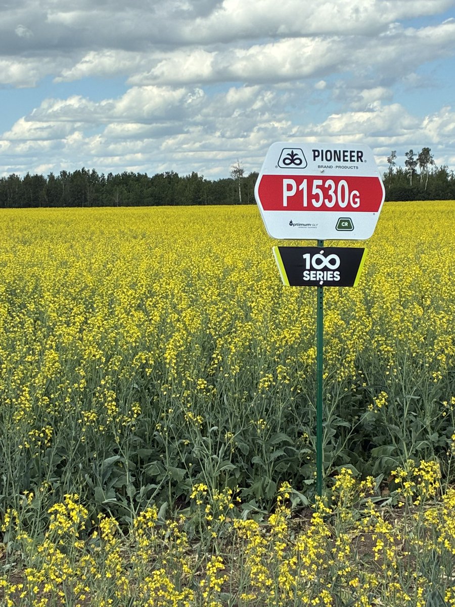 CraigSchmidt7's tweet photo. The New  P1530G 100 Series Canola looking very promising 🤩@Pioneer.ca https://t.co/3lwkeg3iBE