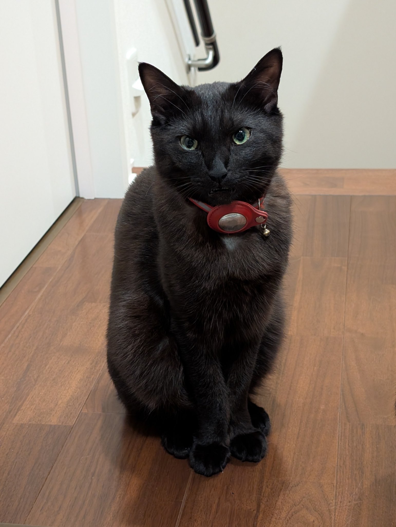 rikuページ♡新規様リクエスト　猫様　猫オブジェ Amazon | さんけい みにちゅあーとキット スタジオジブリ