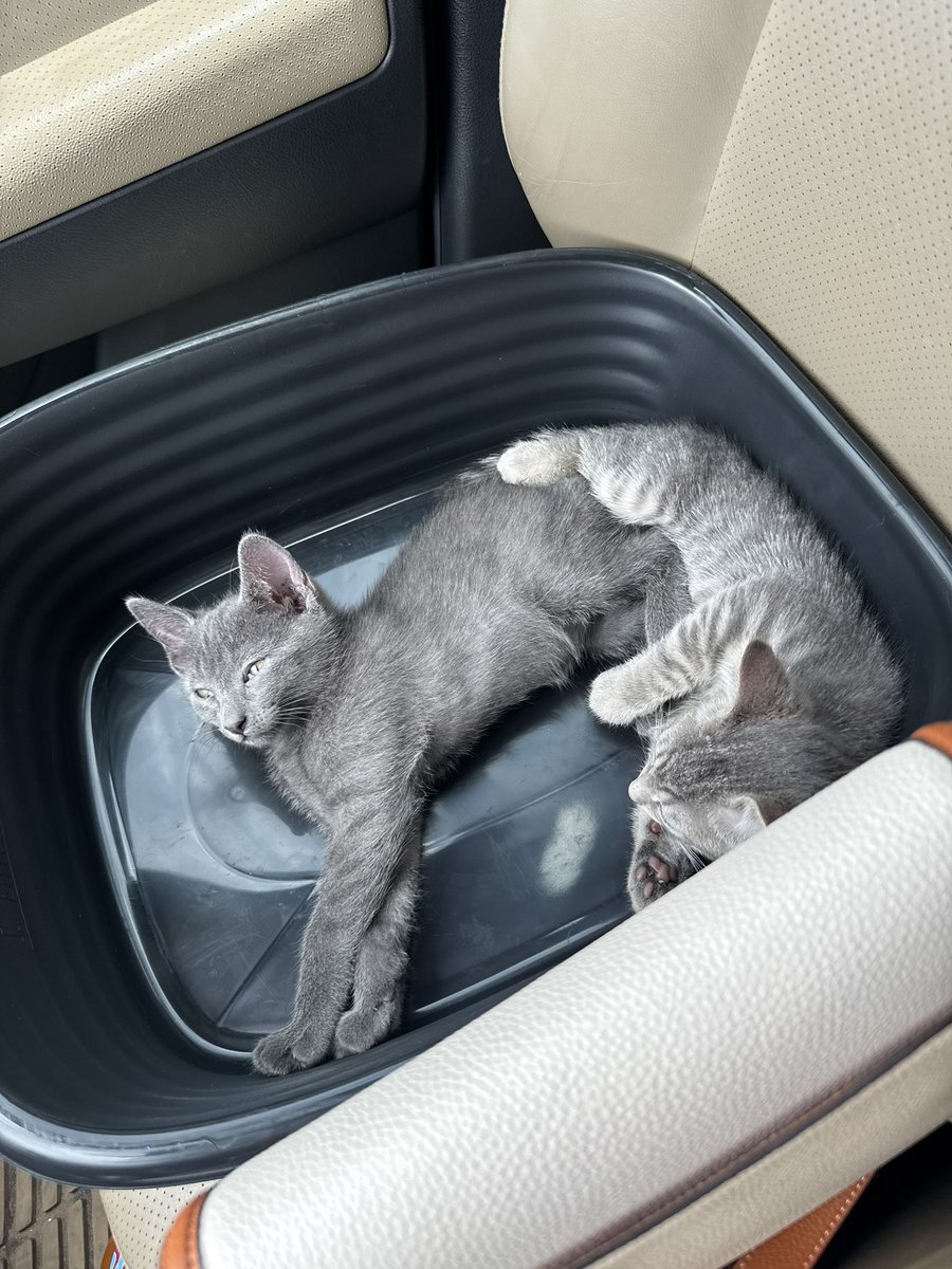 Sydney saw these babies being sold by some drug addict. 
They were in a gross cage and having cigarette smoke blown at them… 
My loving wife saved this kitties.. looks like we are fostering.. 
anyone in the northern Colorado area looking for the cutest fur babies