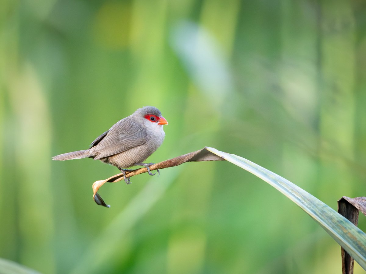 CameronMArcher's tweet image. Another fun (non-native) bird on Kaua’i: the Common Waxbill.
We stayed on an organic farm and these guys were buzzing all over the place foraging seeds.