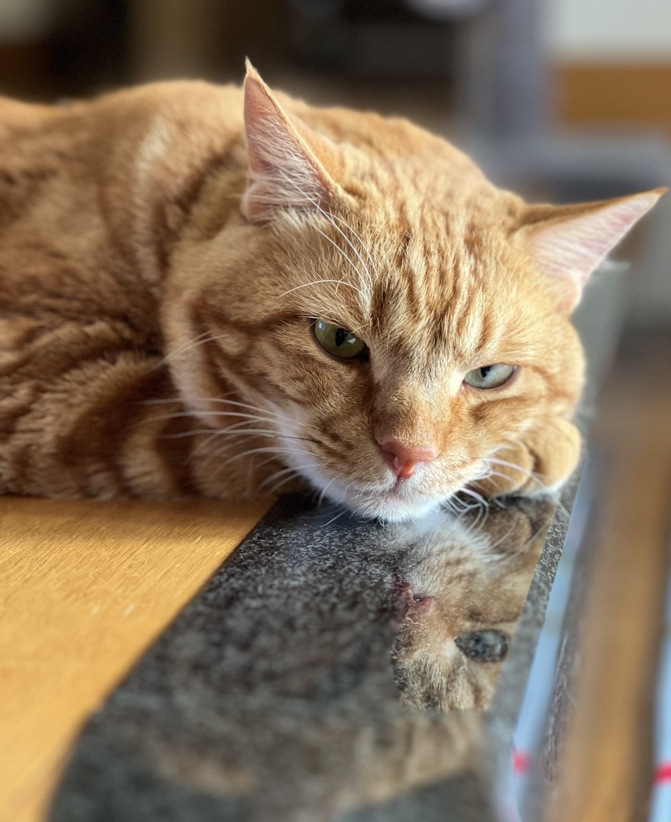 今朝も２人（？）のトラポンから🤭
　　　　　　　　　　　　　　　by🐯