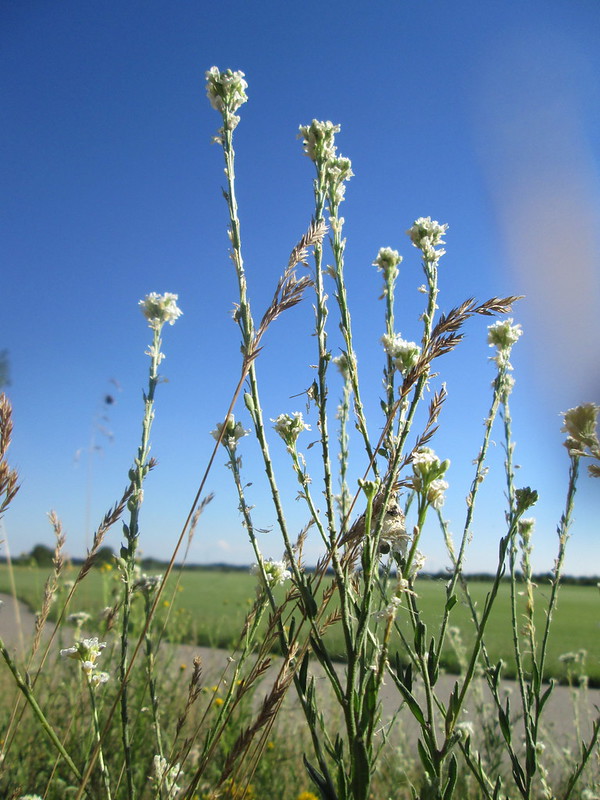 Look for the   weed, Hoary Alyssum in dry and gravelly soils where at 50-80cm high, it will   likely be standing out compared to all the rest.

Image: Flickr   Creative Commons/Andreas Rockstein

#invasiveweeds #SaskParks #rangeninja #yqr #yxe