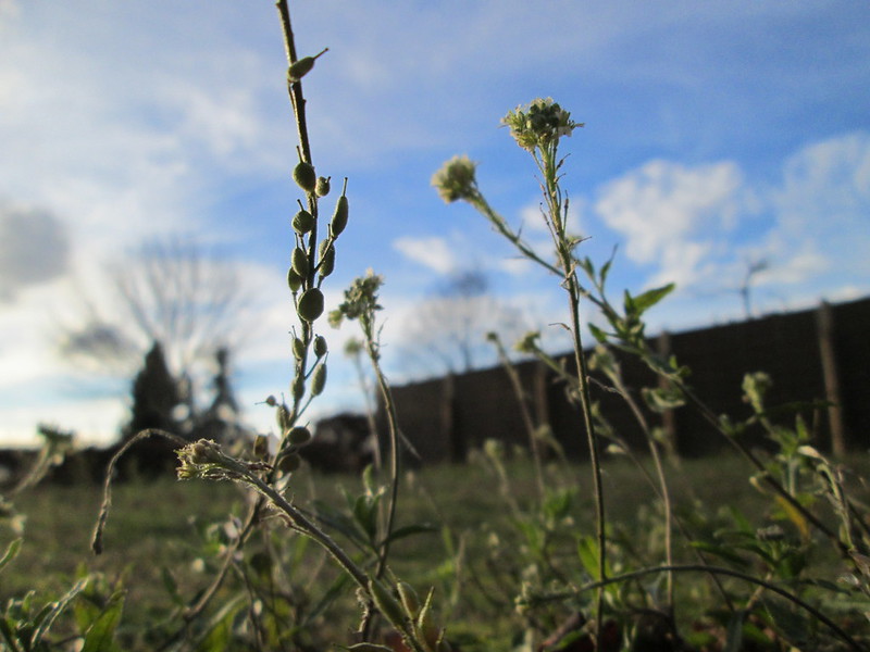 The invasive plant, Hoary Alyssum is toxic to horses. It can cause swelling, depression and diarrhea in horses that have consumed it through fresh or dry hay.

Image: Flickr Creative Commons/Andreas Rockstein

#invasiveweeds #SaskParks #SaskBeef #AgMoreThanEver #CanadianAg