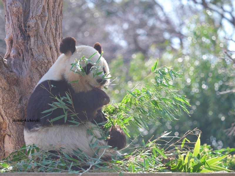 ミストの中で
竹をモグモグ……

ごきげんに
今日もニコニコで

#大好きタンタン　#ありがとうタンタン　#タンタン　#旦旦　#たんたん　#神戸市立王子動物園　#王子動物園　#tantan