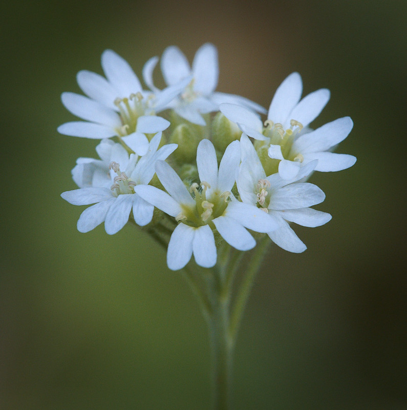 The small white flowers of Hoary Alyssum are only 4-6mm. These delicate flowers bloom in late summer or early fall and are deceptive as to how dangerous this invasive species really is!

Image: Flickr Creative Commons/ hedera.baltica

#invasiveweeds #SaskParks #KeepSaskWild