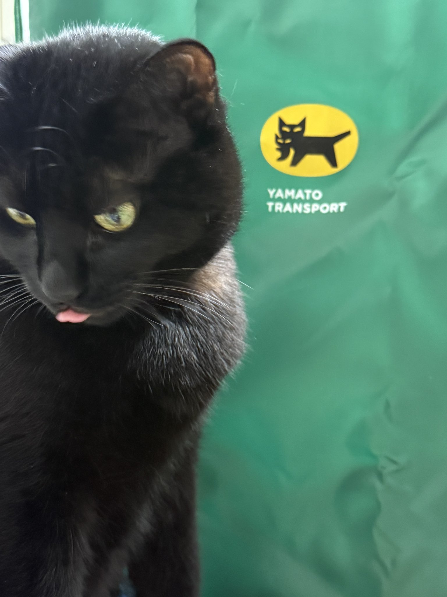くろ　ねこ　 ねこ肯定感 Lサイズ まぐろ | ハンプティーダンプティー公式