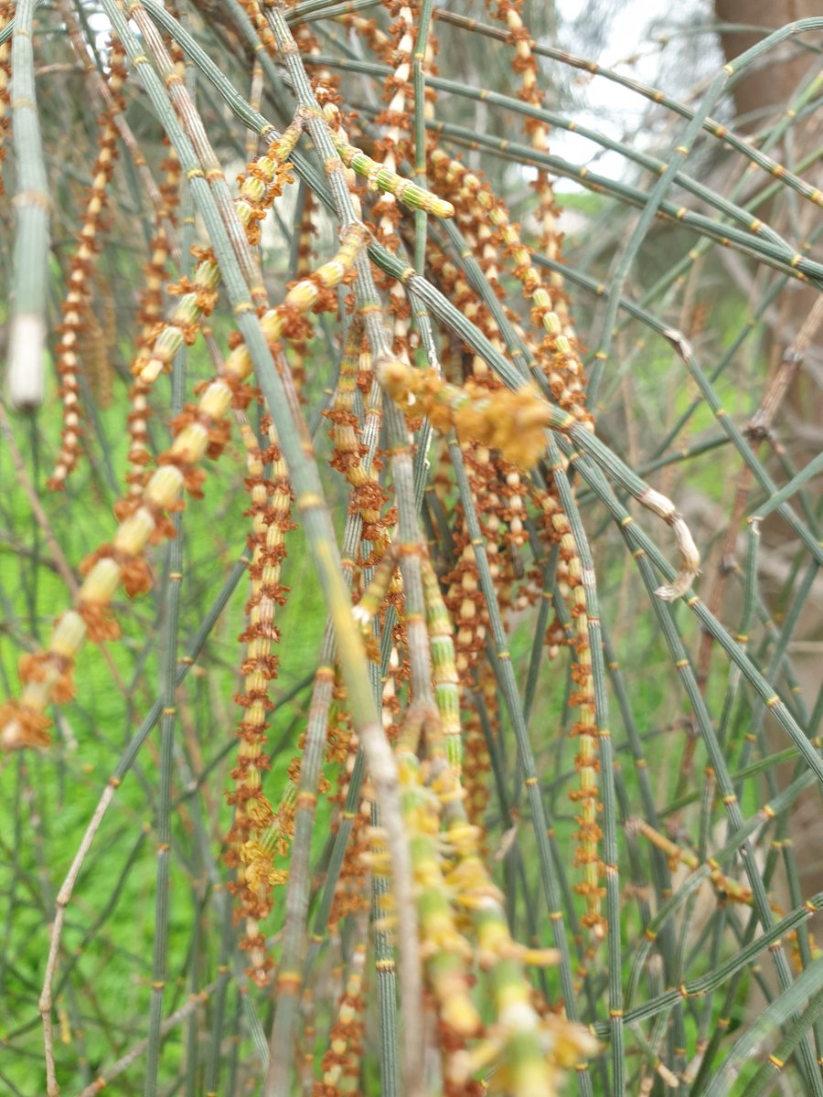 heltweet's tweet image. Good morning
#DailyWordleClub
#TalkingTuesday
Bright sunny morning
Off to the dump before morning coffee
It's a few km away
Slow 4/6 today
Good luck
#Wordle1487 4/6
🟦⬜⬜⬜⬜🕊
⬜🟦⬜⬜🟦🌅
⬜⬜🟧🟧🟧🤞
🟧🟧🟧🟧🟧💃
#Stretch
#PlantTrees
Male Casuarinas in flower
We planted these