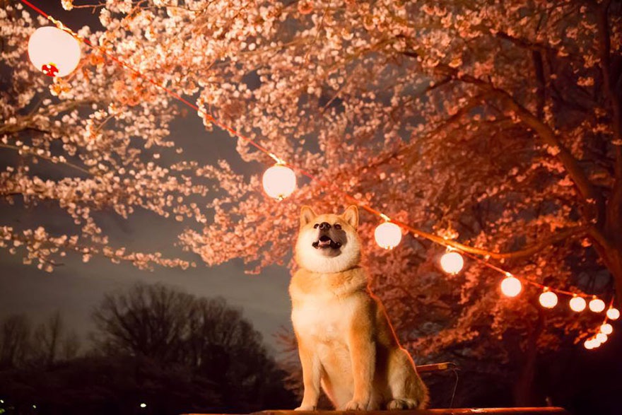 Though now famous, #Marutaro began like any other dog — curious, playful, and loved by his family. His journey reminds us that simple joys can go far. 💐❤️

#ETH $MARU
#Shibainu #DogLovers
