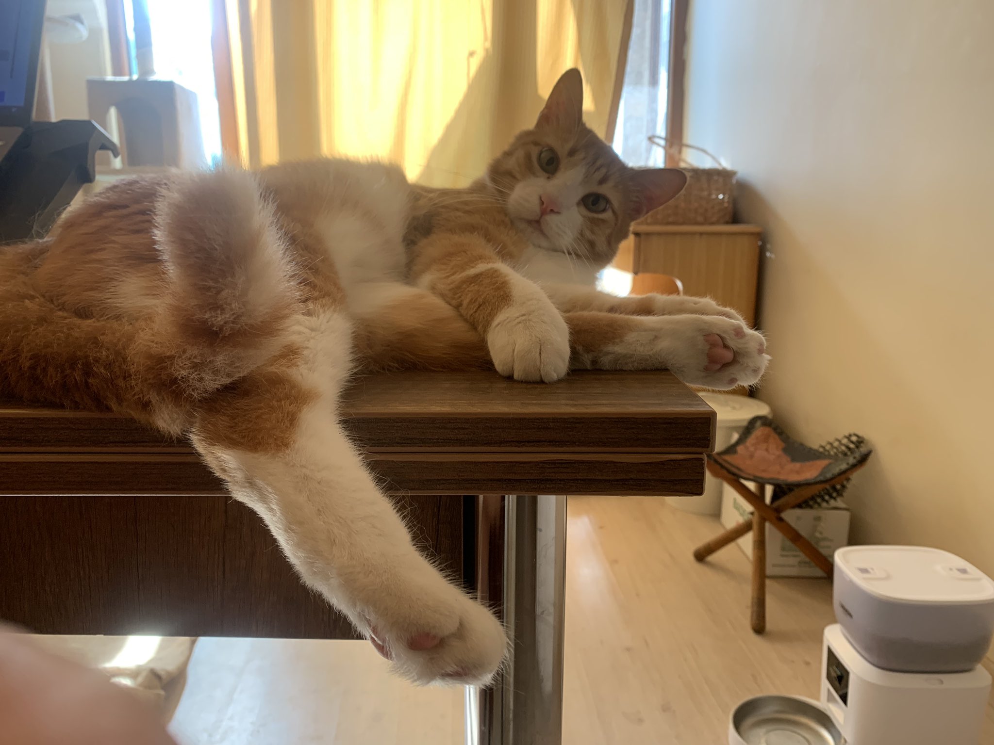 猫柴です。 猫しば (@1223cat.bsky.social) — Bluesky