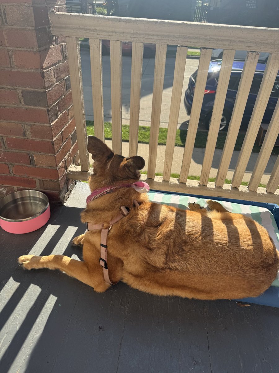 Our patrol consisted of mom taking me in the backyard to do my thing then laying on my cooling mat on the porch for a bit. It’s too hot for much more! ❤️🐾🏳️‍🌈 Lady