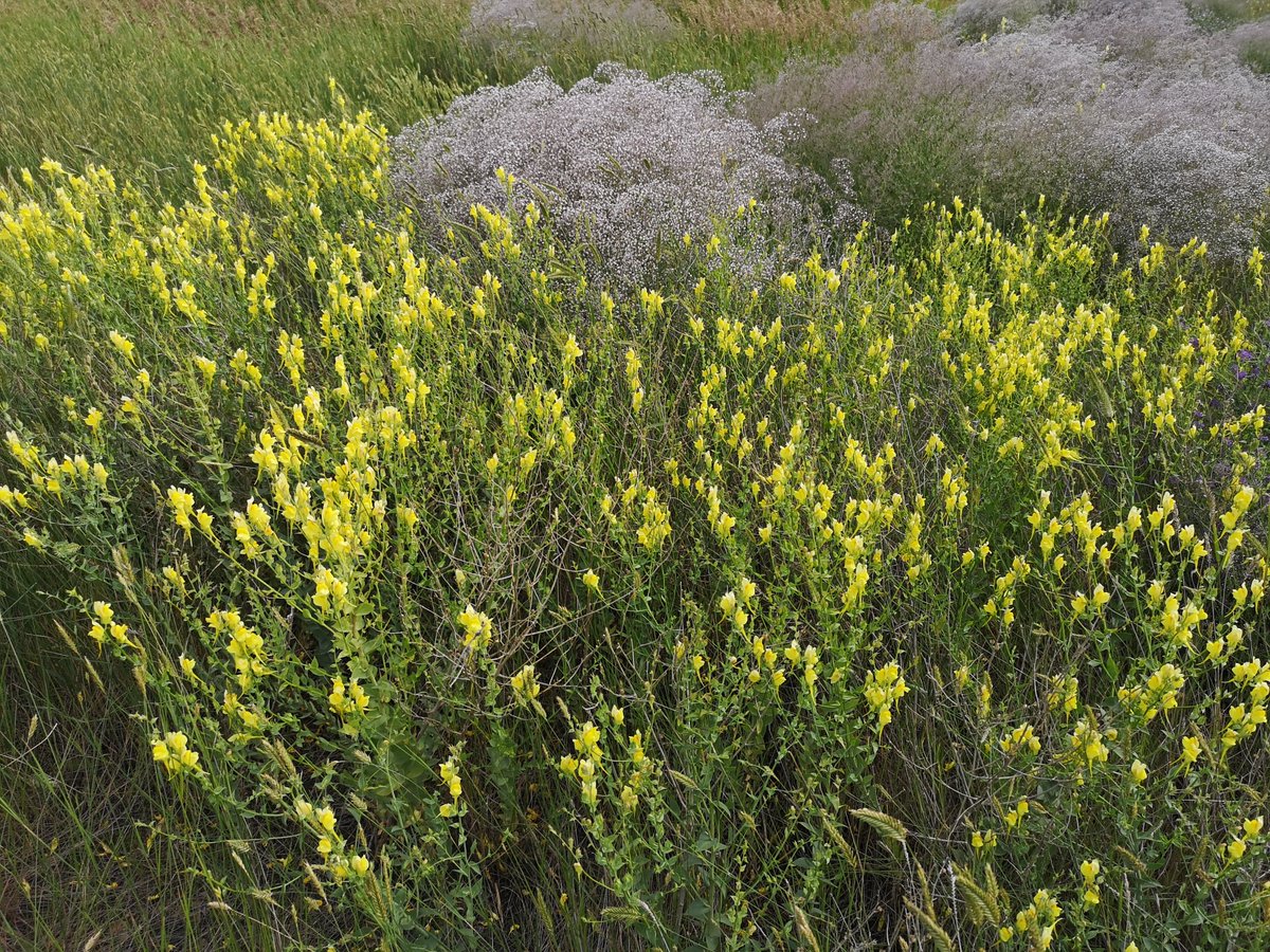 Invasive Weeds are an important topic at our Native Prairie Restoration/Reclamation Workshops. Check out this recording for THREE awesome speakers of a our past Invasives Session:
youtu.be/GzO8tSc1vL0?si…
#invasiveweeds #KeepSaskWild #SaskBeef #AgMoreThanEver #SaskLife #CanadianAg
