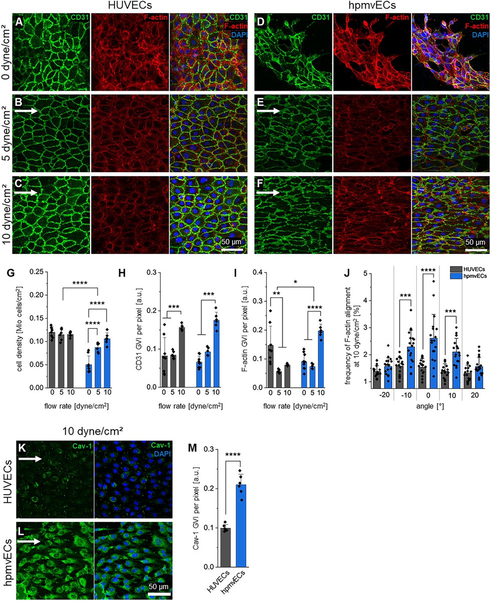 Tissue Engineering (@tissueengin) on Twitter photo Check out this recently published article by <a href="/KatjaLayla58743/">Katja Schenke-Layland</a> on how the heterogeneity of endothelial cells impacts the functionality of human pancreatic in vitro models!
Read more here: doi.org/10.1089/ten.te… Check out this recently published article by <a href="/KatjaLayla58743/">Katja Schenke-Layland</a> on how the heterogeneity of endothelial cells impacts the functionality of human pancreatic in vitro models!
Read more here: doi.org/10.1089/ten.te…