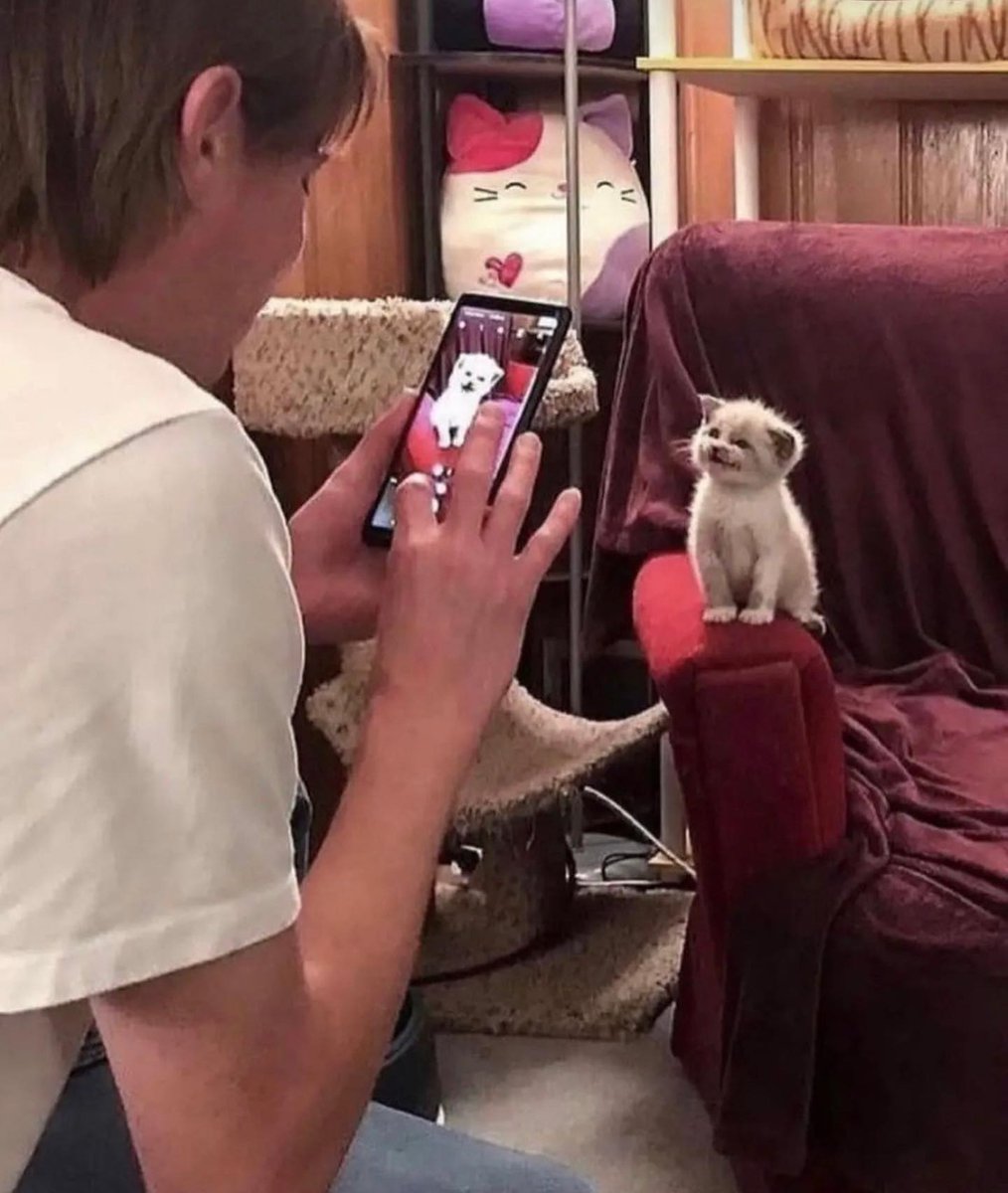 PunchingCat's tweet image. 