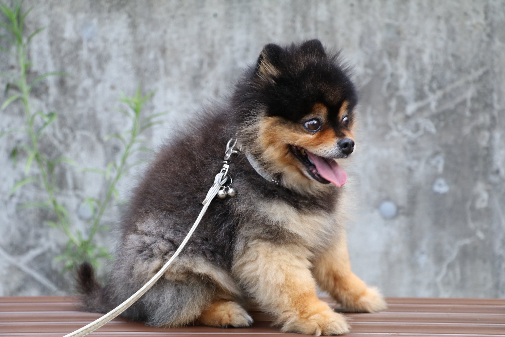 たろ犬さん専用ページ たろ犬さん専用ページ 楽天市場】【マラソン限定 P5倍+最大400円