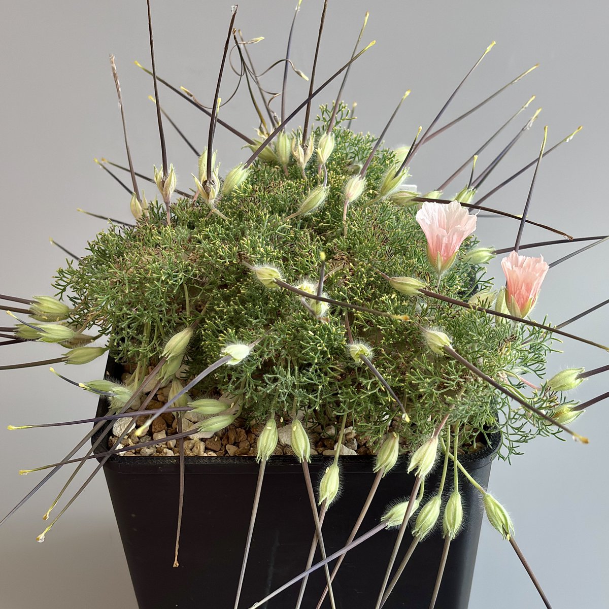 5粒×60鞘で300粒前後になりそう