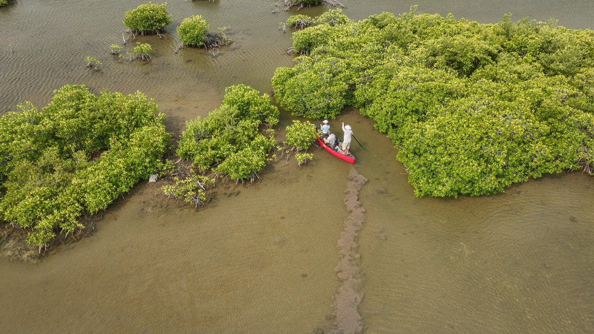 ElPescadorBLZ's tweet photo. A good canoe can go a long way (so to speak). This little red canoe got us into some great bonefishing.
Ph: Gilbert Rowley
#elpescadorbelize #flyfishing #saltwaterflyfishing #flyfish #bonefish #bonefishonfly https://t.co/1MwSeAnN91