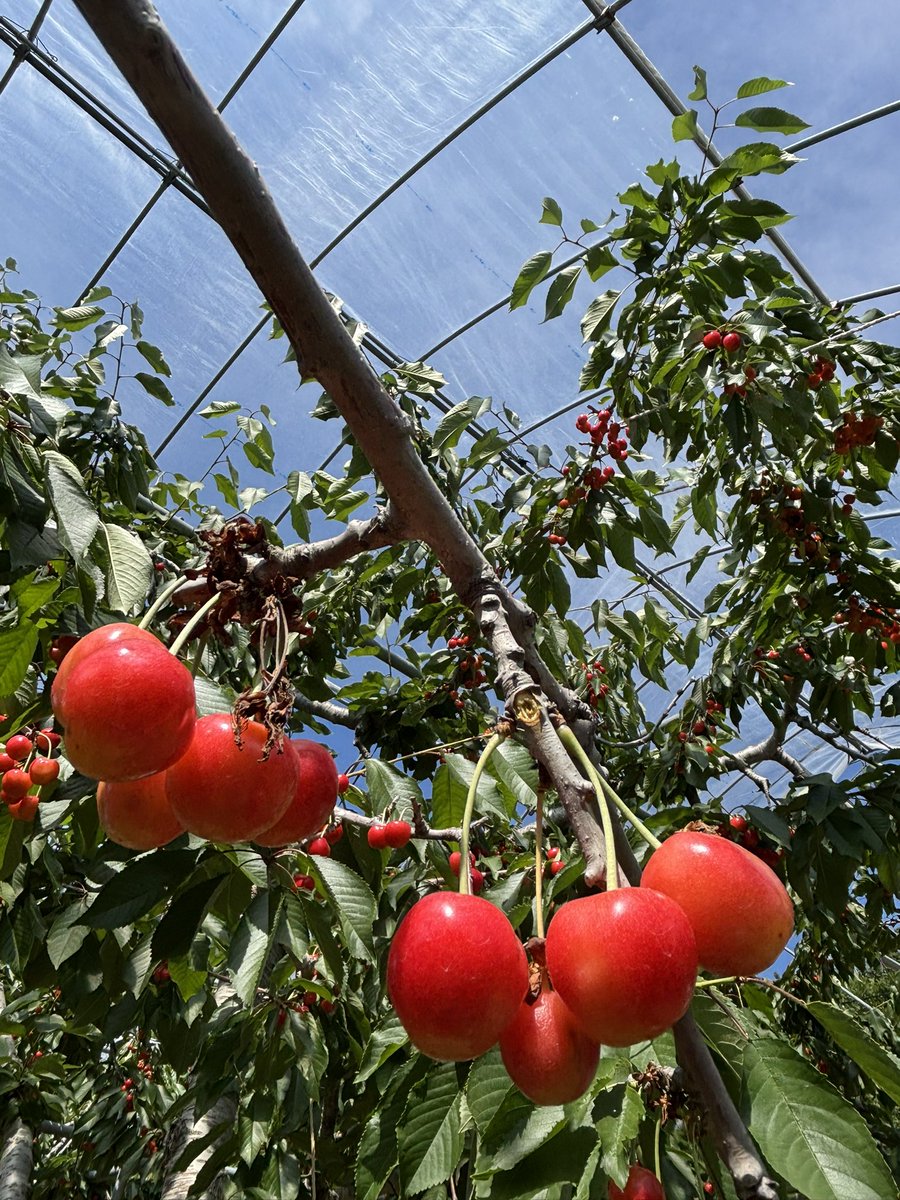 おはようございます☀️ 昨日はお休みだったのでさくらんぼ狩りに行って来ました🍒毎年行くところとは反対方面の定山渓近くの農園に行ってきましたが、真っ赤な大粒の南陽がぷりぷりで美味しかったです😋
9年振りに北海道に台風が上陸しましたが、被害がなく今日も元気に過ごせますように🙏