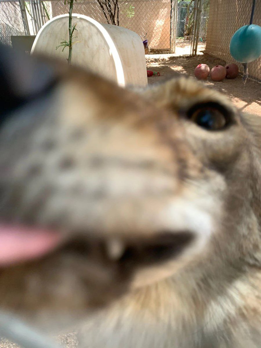 JaxTheFolf's tweet image. Validating all my coyote moots