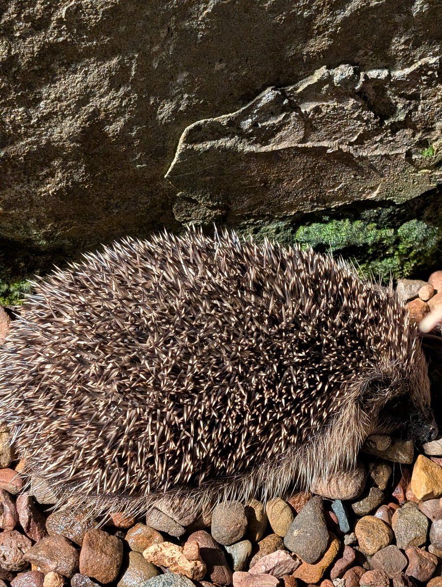 Gill Dickson (@gilliandickson) on Twitter photo Visitor to the back door tonight - managed to find some cat food but turned my back for a minute and it was being eaten by a cat - I don't have a cat! #wildlife #springwatch <a href="/BBCSpringwatch/">BBC Springwatch</a> #hedgehogs Visitor to the back door tonight - managed to find some cat food but turned my back for a minute and it was being eaten by a cat - I don't have a cat! #wildlife #springwatch <a href="/BBCSpringwatch/">BBC Springwatch</a> #hedgehogs