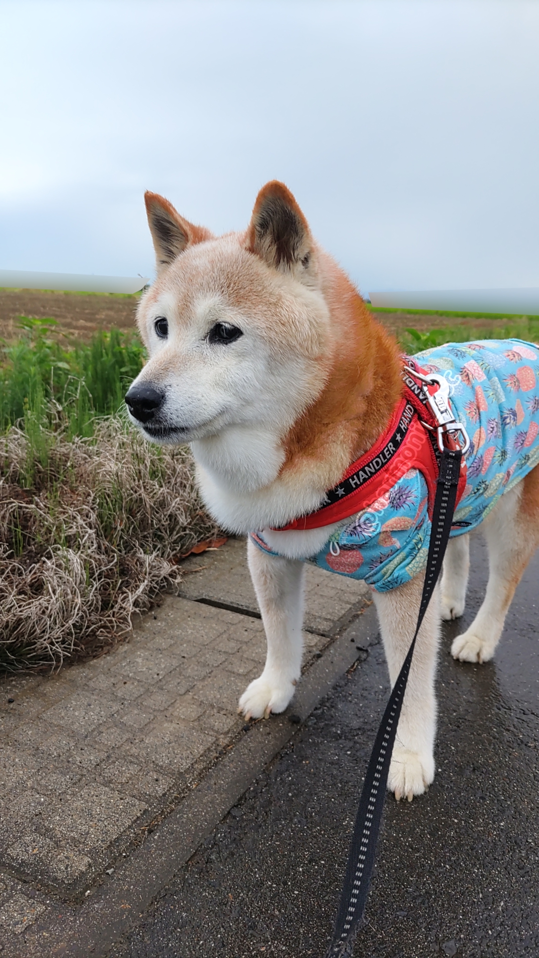 yutaka4848🐕🐾🎮💻_φ(・_・ on X: 