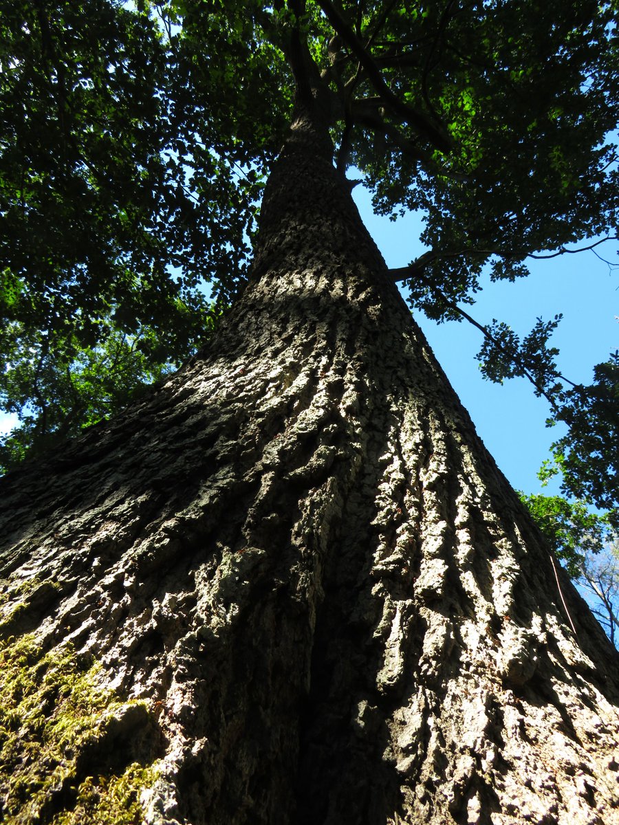 MatthewShute's tweet image. An awning, aurora-like, adapts arrangement:
An apex of arboreal awe, amazement
#ThickTrunkTuesday !
🌿 🌳 🩶 💙