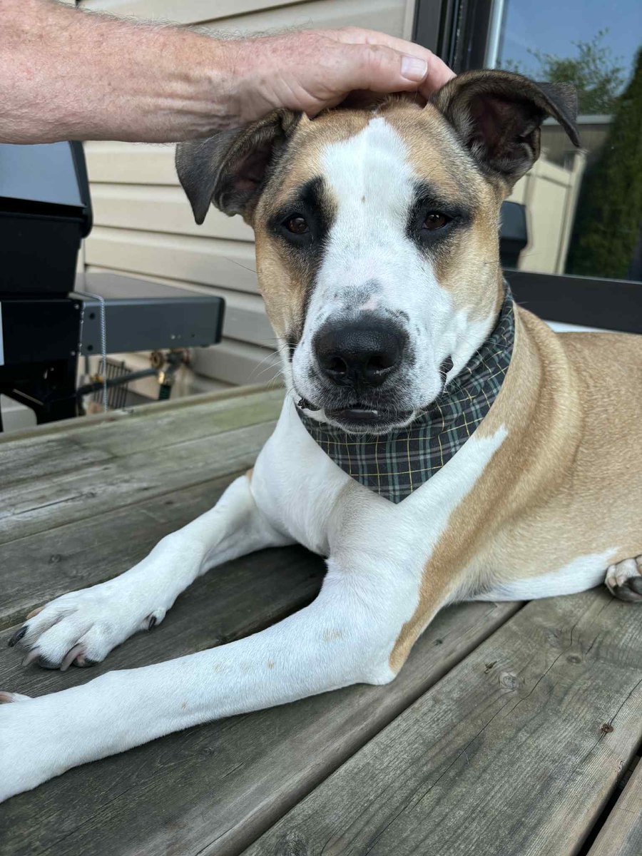 Opus 🇨🇦 (@thedogopus) on Twitter photo Out for a visit with my fren Yuzu this afternoon 🙂 Out for a visit with my fren Yuzu this afternoon 🙂