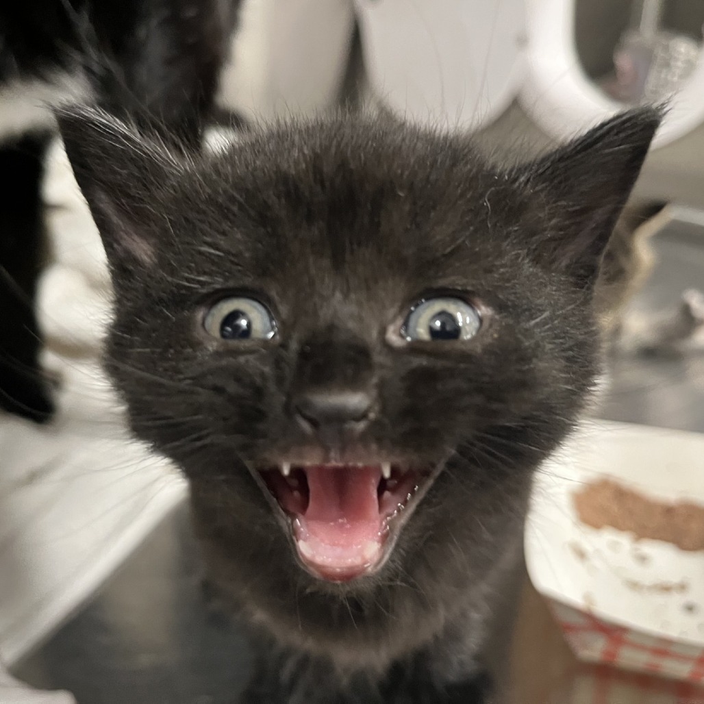 PAWSChicago's tweet image. Isley says “We are in great need of food donations for our Pet Food Pantry!”
Our Pet Food Pantry helps families in the greatest need, and right now we’re super low on supplies. For many families, this monthly food and pet supplies resource is the difference between keeping their…