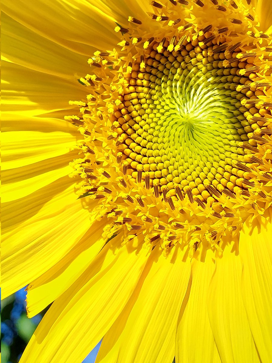 dHuHBSNDDW6QiBo's tweet image. 🍀皆さま🍀
🌻暑中お見舞い
申しあげます🌻
🍃🌻 🍃🌻
朝日を浴びて
夏の扉開きました
夏色に元気もらいましょ💛😃✨️
#暑中見舞 #お花大好き