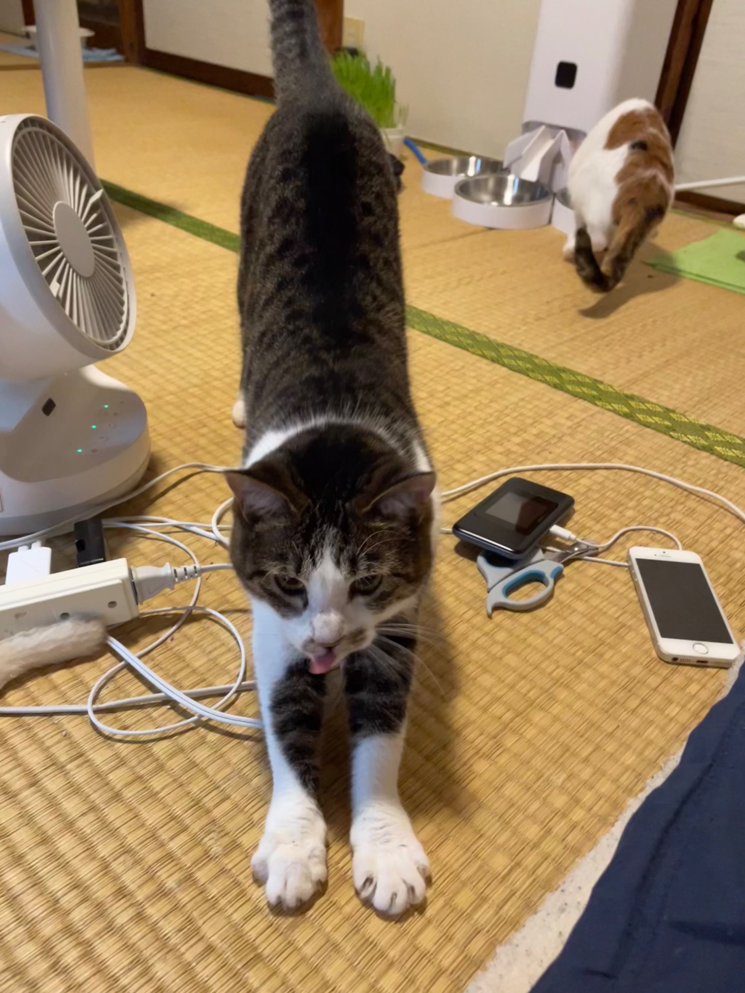 にゃんちくだいすきくらぶ on X: 