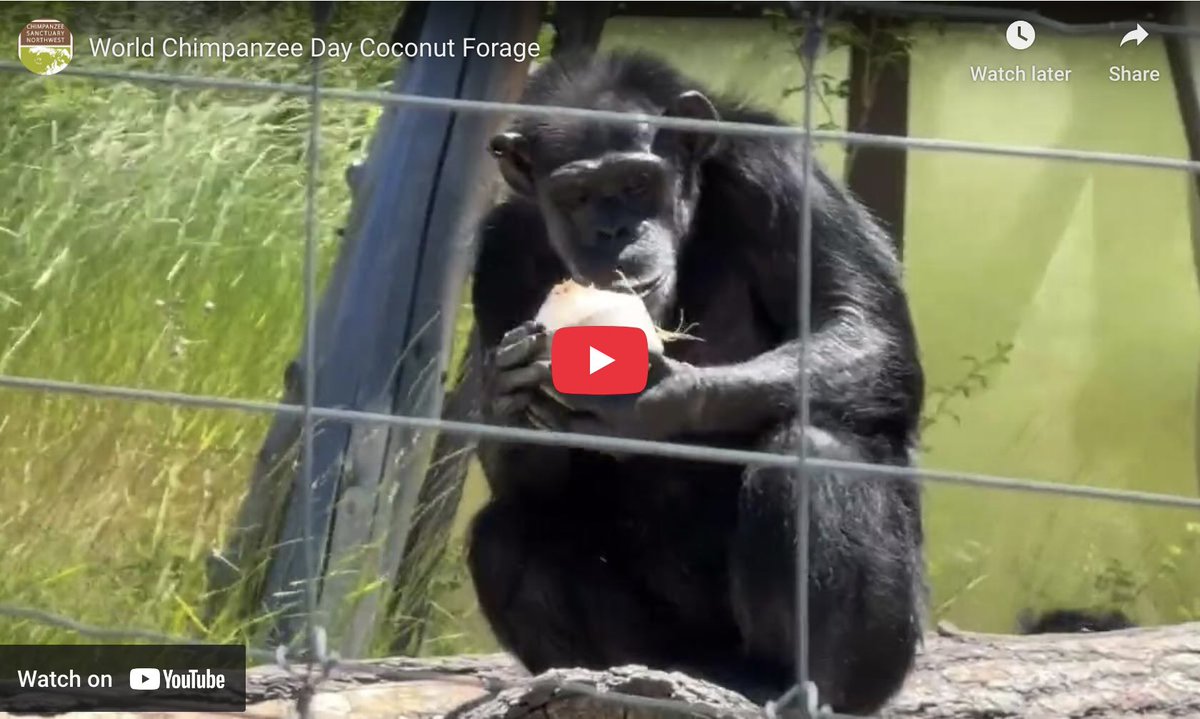 ChimpSanctuary's tweet image. World Chimpanzee Day Forage -  chimpsnw.org/2025/07/world-…