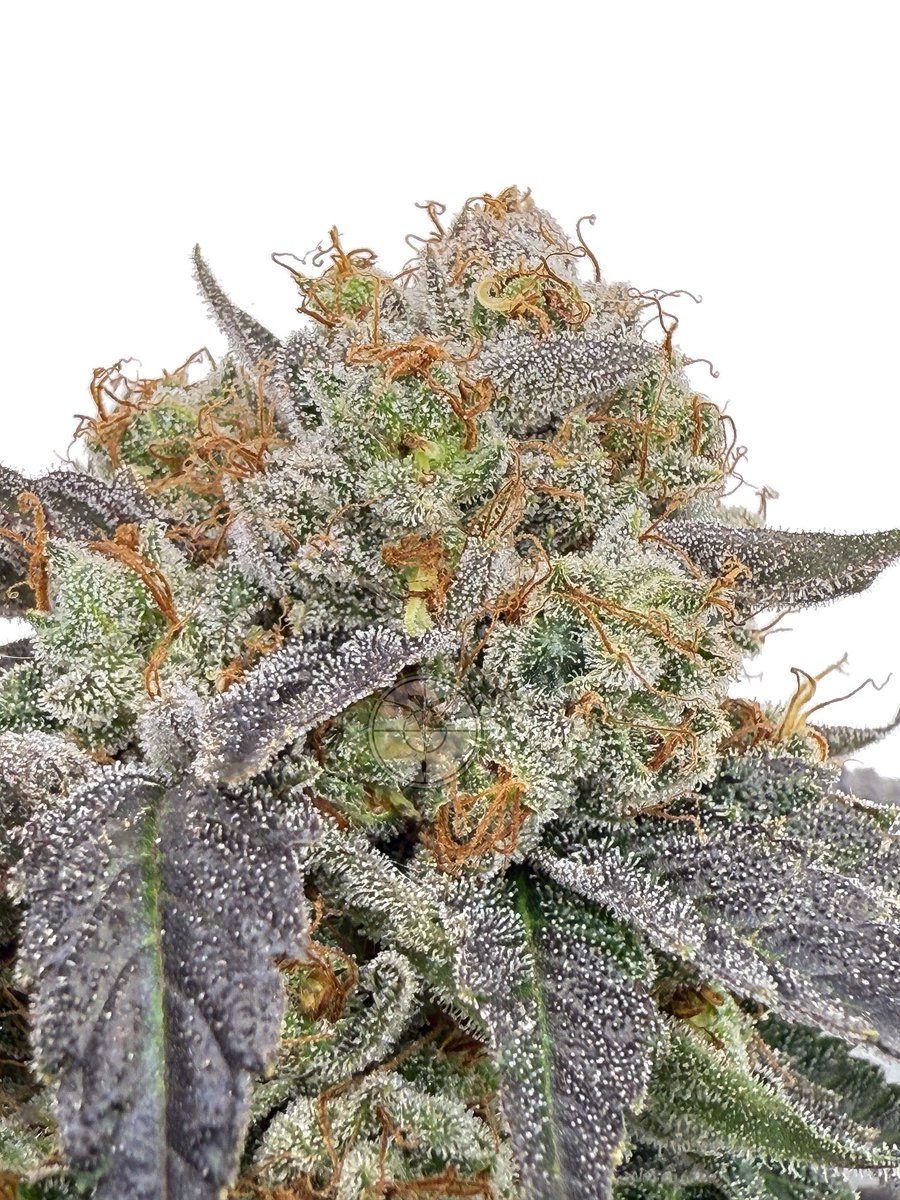 ThePlantStable's tweet photo. The legend, Ghost OG
#ghostog #ogkush #origional #dank https://t.co/s2HbJEAANV