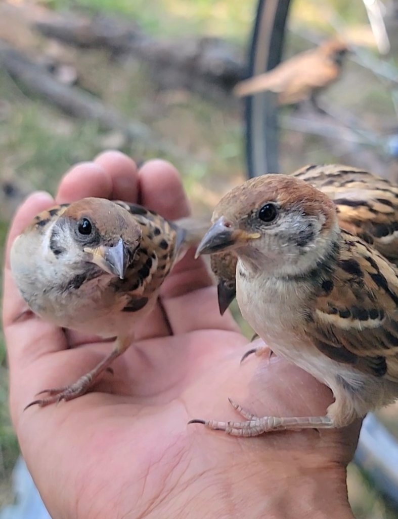 pi_pipi33's tweet image. スズメﾁｬﾝ👋
ｵﾊﾖｰｺﾞｻﾞｲﾏｽ 🐥🐤(⁠•⁠ө⁠•⁠)⁠