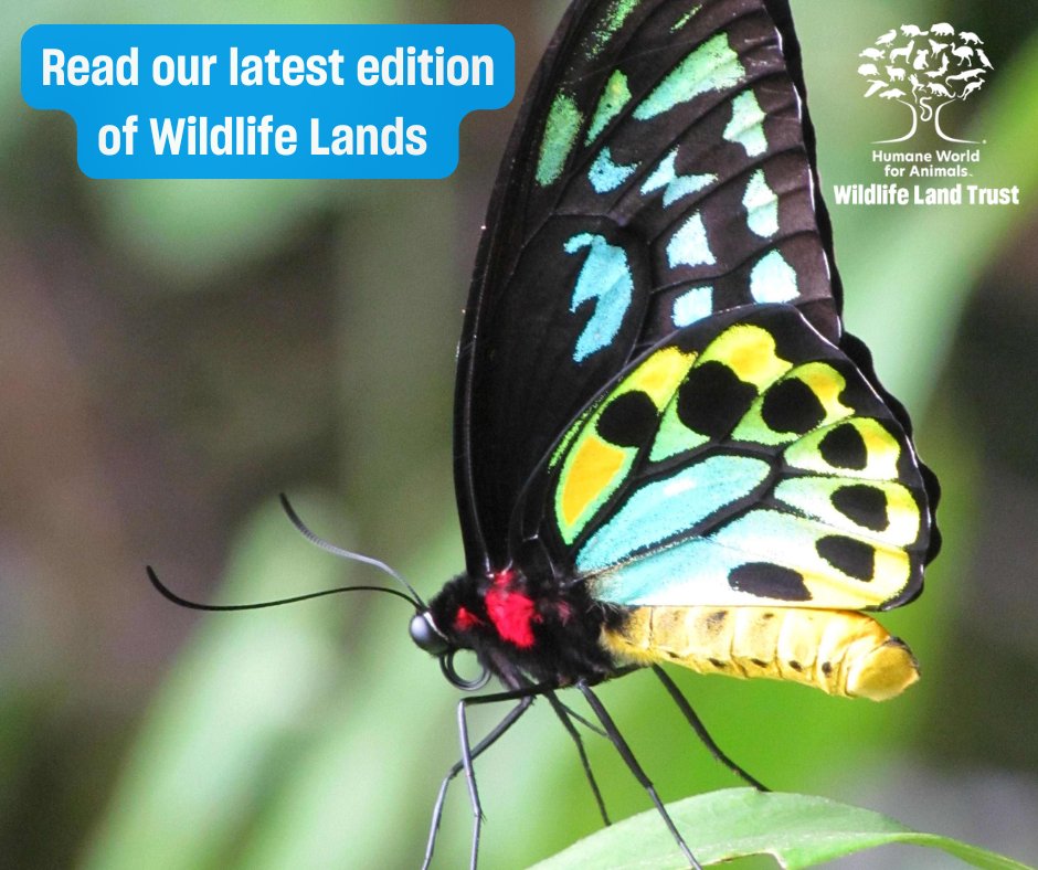 Wildlife Land Trust tweet media