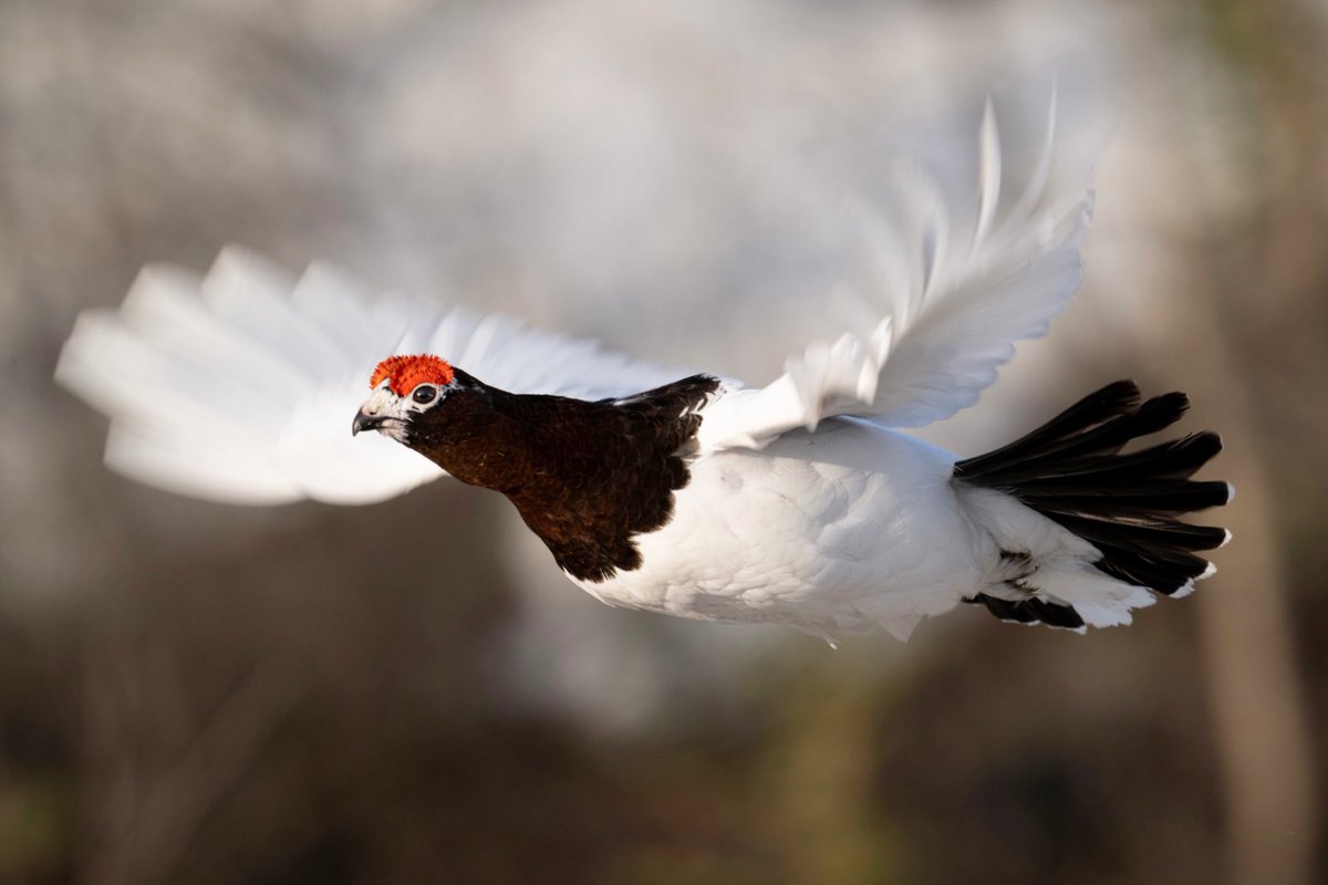 Ptarmigan in April

#wildlifephotography