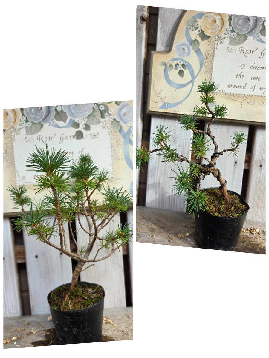 おはようございます。
花園で購入したシンパクと五葉松です。朝一針金かけました。